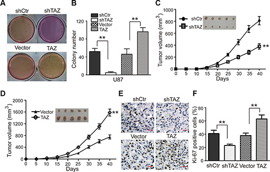 TAZ promotes colony formation and tumor formation of U87 cells in immunodeficient mice.