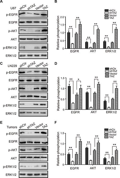 TAZ enhances the activity of the EGFR/AKT/ERK pathway.
