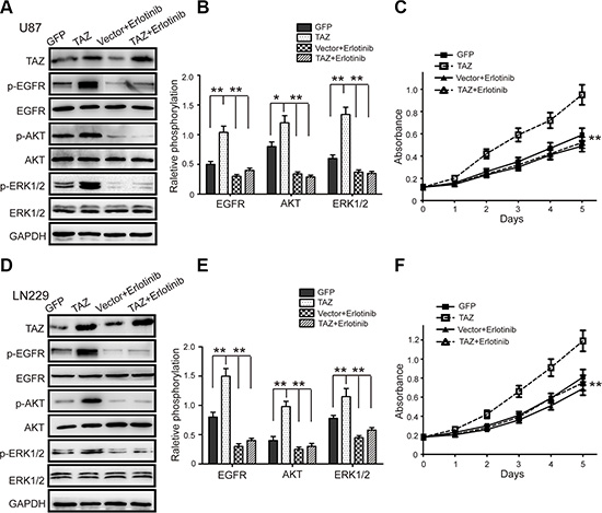 Erlotinib treatment attenuates the increasing proliferation of GBM cells induced by TAZ.