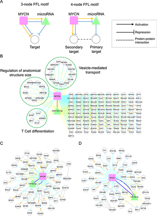 MYCN and microRNA co-regulatory motifs.