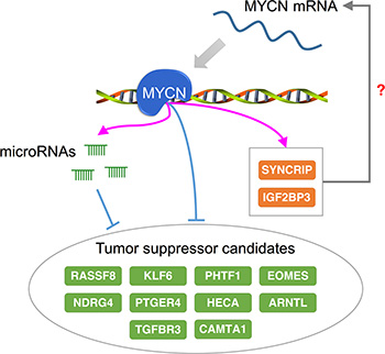 Potential therapeutic targets of NB with respect to regulation by MYCN.