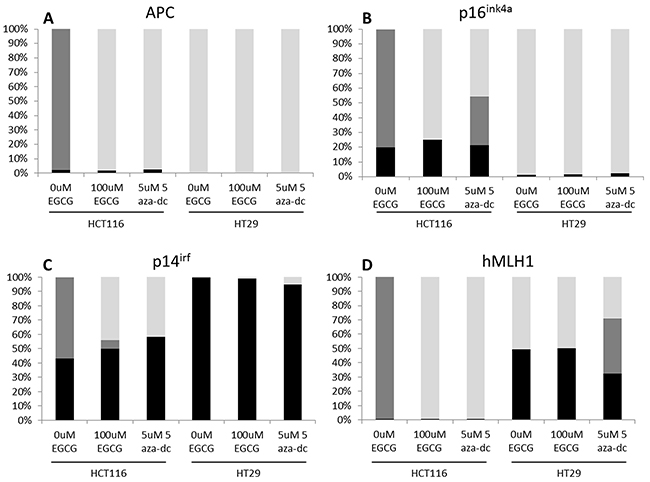 EGCG treatment decreases methylation in the CIMP+ colon cancer cell lines.