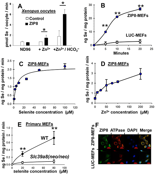 Se uptake as a function of time and Zn2&#x002B; concentration in oocytes and mouse cell cultures; localization of ZIP8 to plasma membrane.