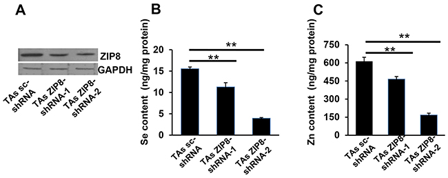 ZIP8 knockdown by shRNA causes decreased ZIP8 protein expression and Se and Zn uptake.