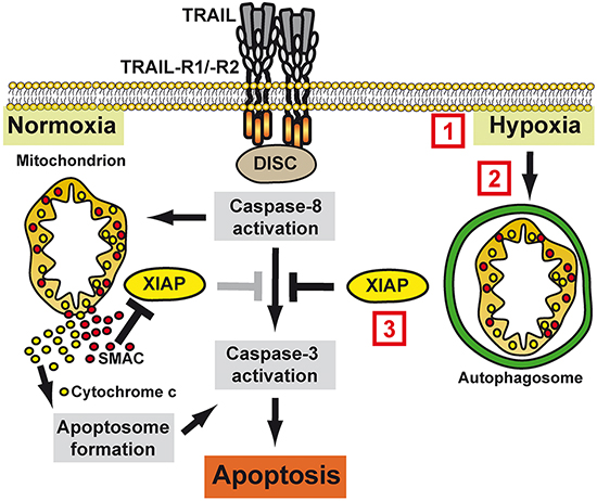 Molecular mechanism of hypoxia-induced TRAIL resistance in colorectal cancer cells.