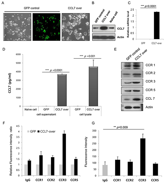 CCL7 increases expression of chemokine receptor CCR3.