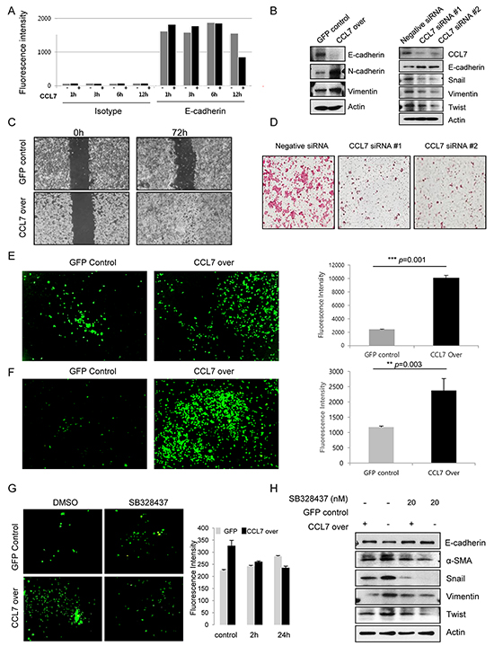 CCL7 induces migration and invasion of colon cancer cells via CCR3.