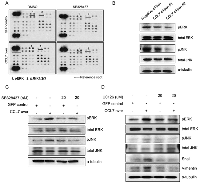 Involvement of CCR3 in CCL7-induced ERK and JNK activation.