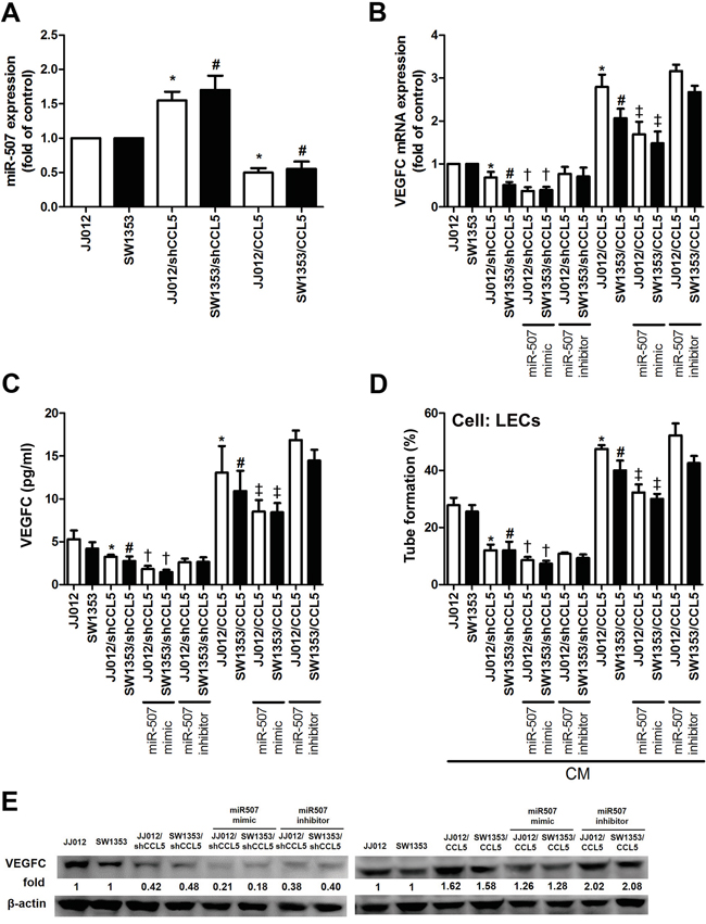 CCL5 promotes VEGF-C-dependent lymphangiogenesis by suppressing miR-507.