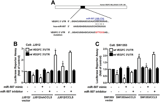 The miR-507 inhibits VEGF-C expression through binding to the 3&prime;UTR of human VEGF-C.