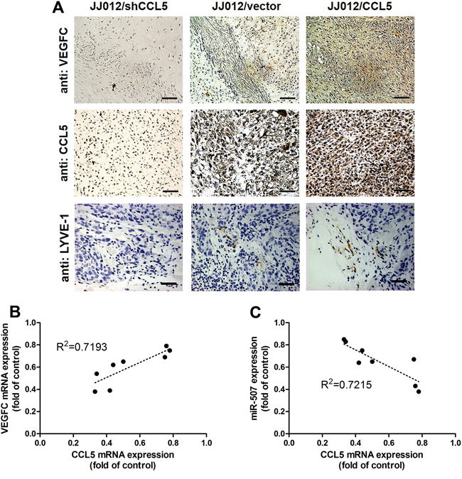 CCL5 promotes tumor lymphangiogenesis by suppressing miR-507 in vivo.