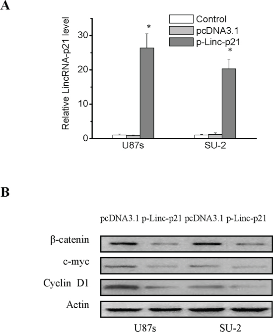LincRNA-p21 overexpression decreased &#x03B2;-catenin expression and activity in GSCs.