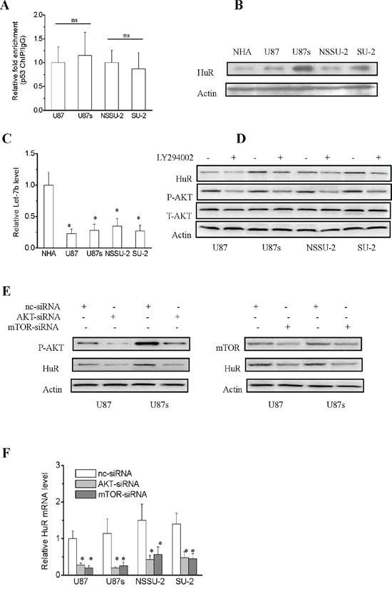 Regulation mechanisms of lincRNA-p21 expression.