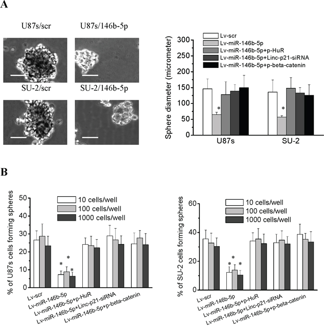 MiR-146b-5p overexpression decreased the neurosphere formation capacity of GSCs.