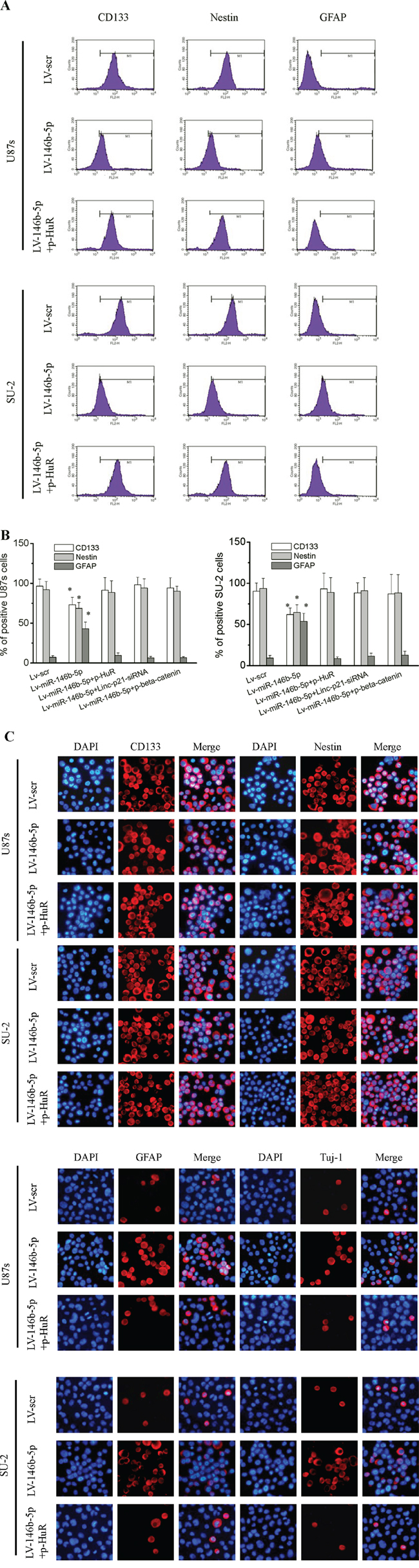 MiR-146b-5p overexpression decreased stemness and induced differentiation in GSCs.
