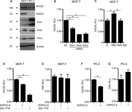 Pim kinases enhance endogenous Notch activity.