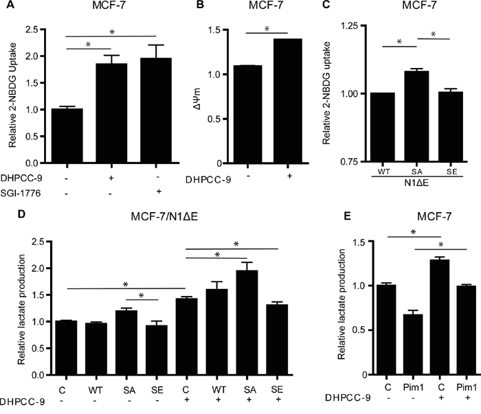 Phosphorylation of Notch1 balances MCF-7 cell metabolism.