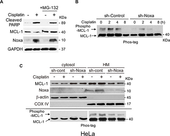 Noxa is required for cisplatin-induced MCL-1 phosphorylation and apoptosis.