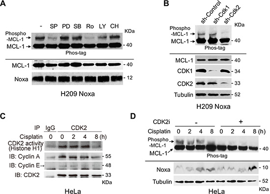 Noxa-induced MCL-1 phosphorylation is regulated by CDK2.