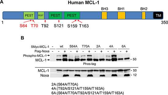 Ser64 and Thr70 on MCL-1 are phosphorylated by Noxa expression.