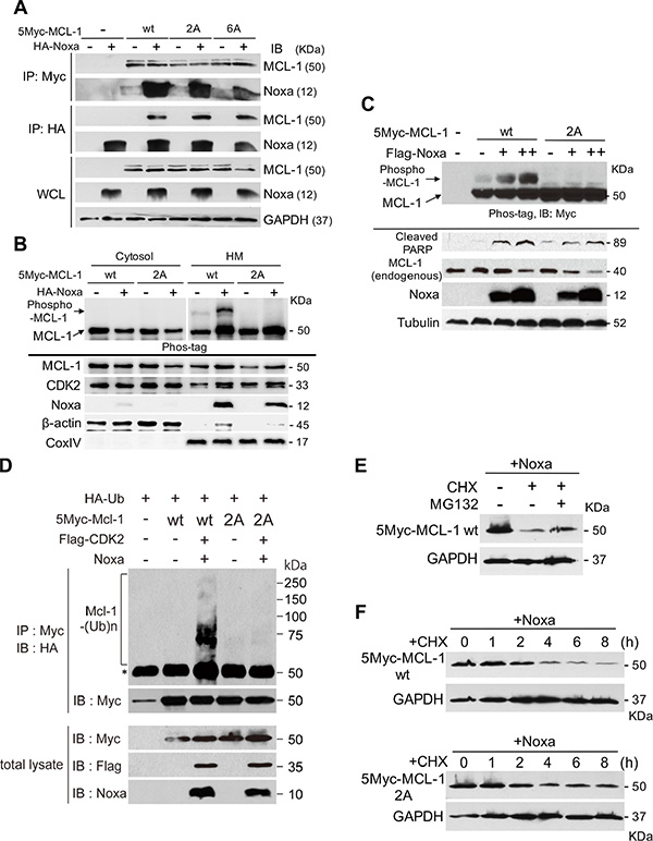 Ser64 and Thr70 contribute to the stability of MCL-1.