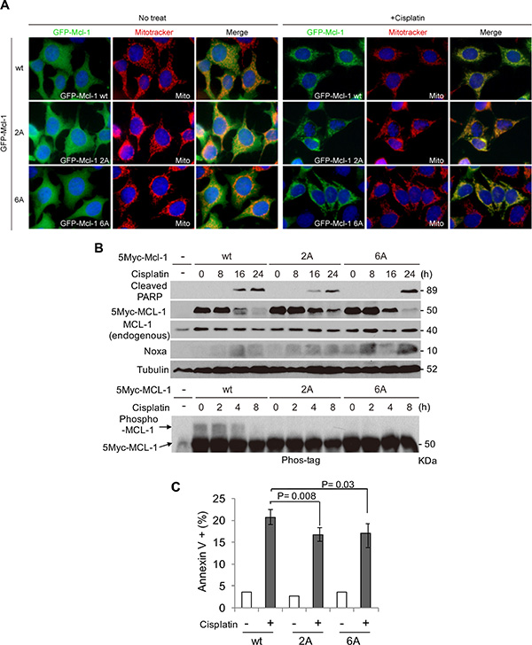 MCL-1 S64A/T70A inhibits cisplatin-induced apoptosis.
