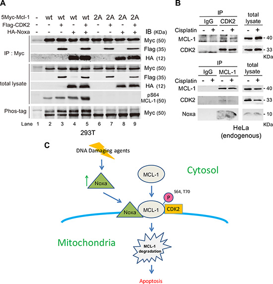 CDK2 binds to and phosphorylates MCL-1, which is enhanced by Noxa expression.