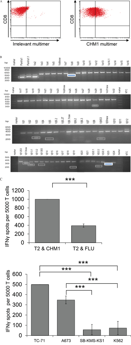 Wild type CHM1-4B4 is clonal and recognizes HLA-A*02:01-restricted CHM1 presentation in vitro.