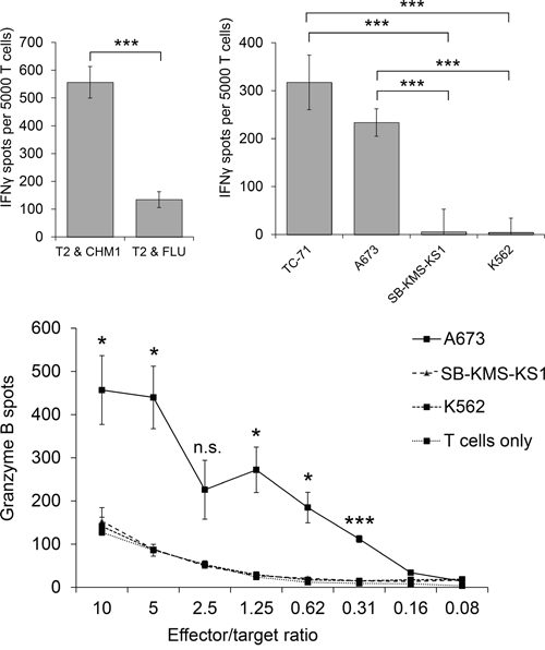 Peptide specificity and HLA-A*02:01-restriction of HLA-A*02:01- CHM1-4B4 TCR-transgenic T cells.