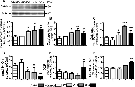 Catalase-transfected A375 cells (A7, C10 and G10) decreased H2O2 levels but differentially induced ROS levels.
