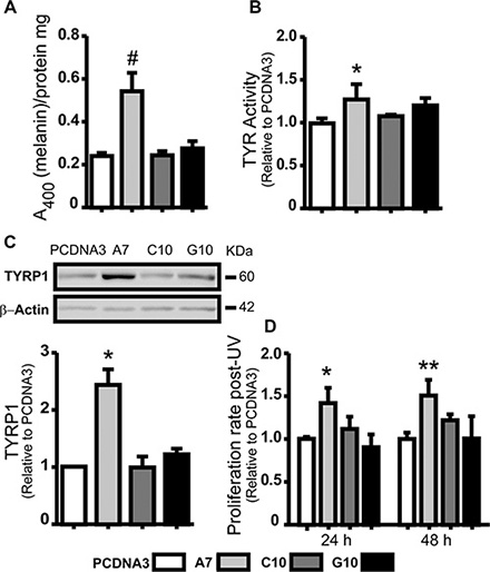 Catalase overexpression induced melanoma cell differentiation.