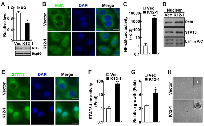 KSHV miR-K12-1 induces NF-&#x03BA;B and STAT3 activation and cell transformation.