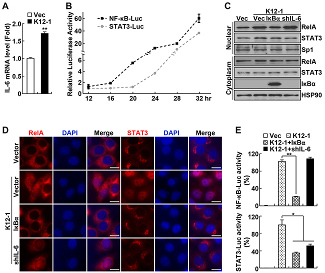 KSHV miR-K12-1 activates STAT3 via activating I&#x03BA;B&#x03B1;/NF-&#x03BA;B/IL-6 signaling.