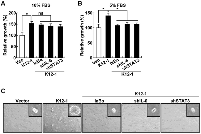 The oncogenicity of KSHV miR-K12-1 depends on the activation of I&#x03BA;B&#x03B1;/NF-&#x03BA;B/IL-6/STAT3 signaling.