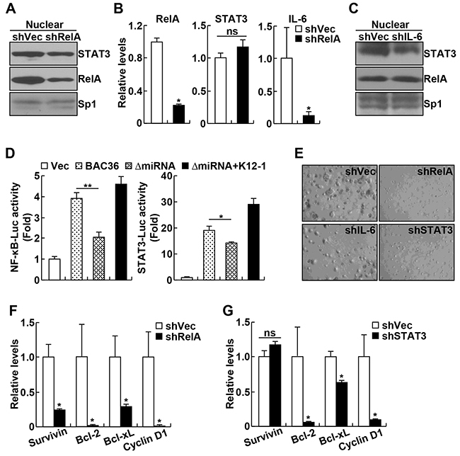 KSHV oncogenicity involves activation of miR-K12-1/NF-&#x03BA;B/IL-6/STAT3 signaling.