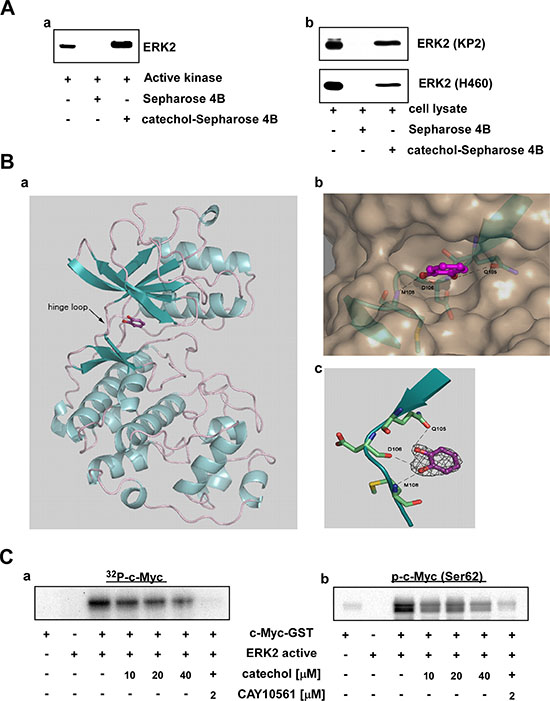 ERK2 is a direct target of catechol.