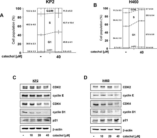 Catechol induces G1 phase arrest and reduces G1 phase-related protein expression.