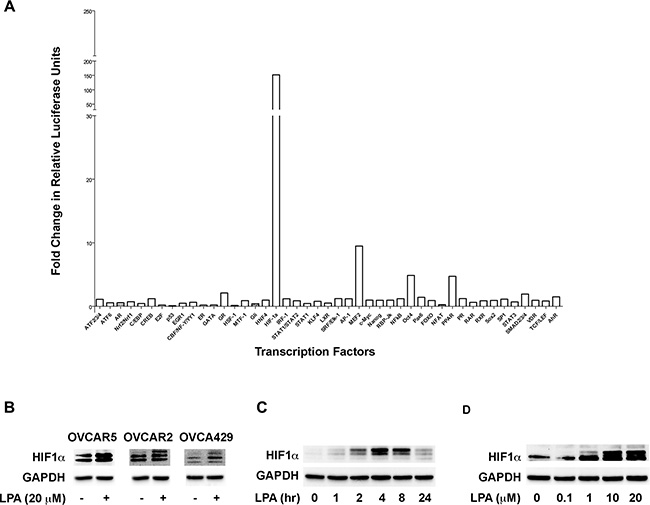 LPA stimulates the activity and the expression of HIF1&#x03B1;.
