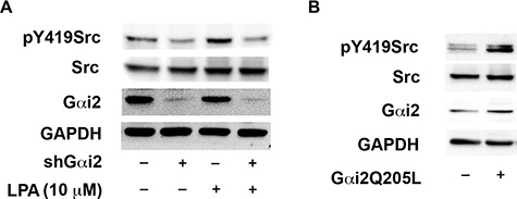 LPA stimulates the activation of Src via G&#x03B1;i2.