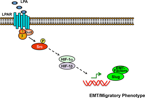 Schematic representation of G&#x03B1;i2&#x2013;Src-HIF1&#x03B1; nexus in the regulation of EMT in ovarian cancer cells.