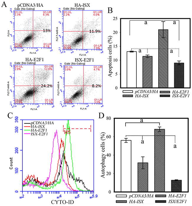 Coexpression of ISX and E2F1 decreases apoptotic and autophagic activities in Huh 7 cells.