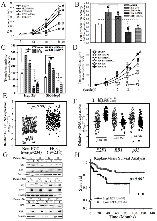 ISX enhances E2F1-mediated cell proliferation and oncogenic activity.