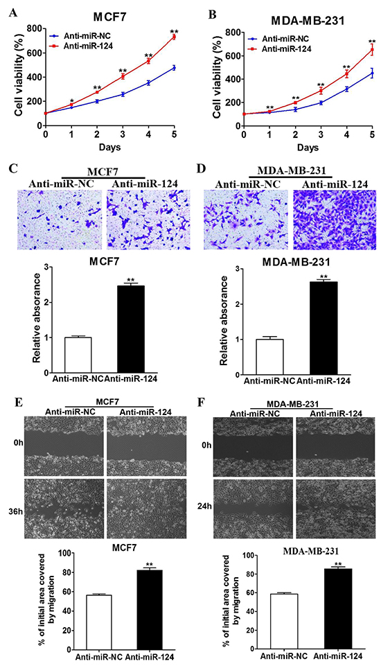 Downregulation of endogenous miR-124 promotes the proliferation, migration and invasion of BC cells.