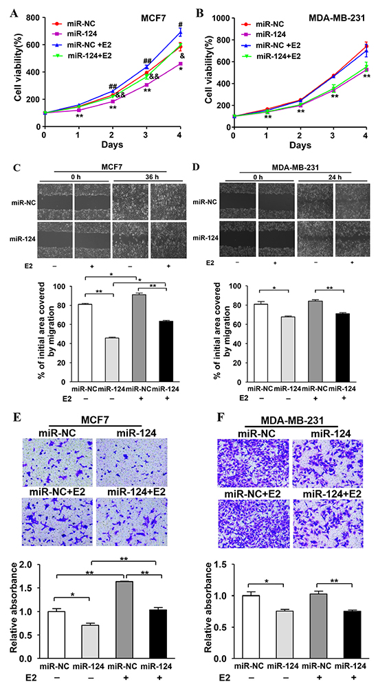 miR-124 overexpression inhibits E2-induced cell proliferation, migration and invasion in ER-positive BC cells.