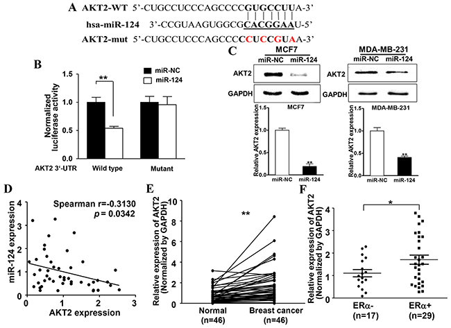 miR-124 directly targets and inhibits AKT2 expression, miR-124 levels inversely correlates with AKT2 expression levels in ER&#x03B1;-positive BC tissues.