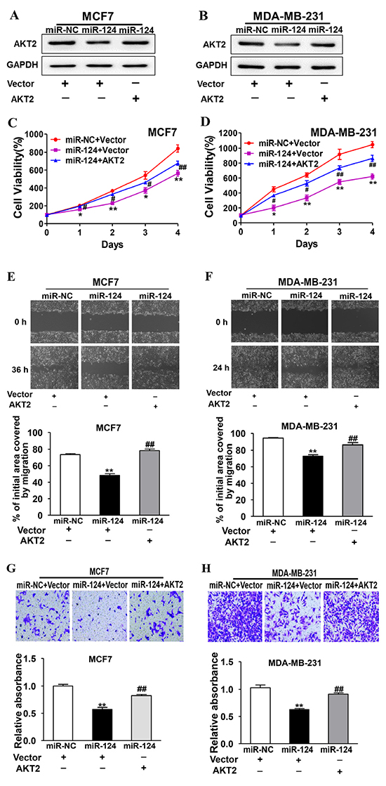 Forced expression of AKT2 reverses miR-124-suppressed cell proliferation, migration and invasion.