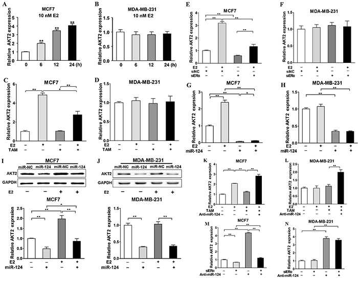 ER&#x03B1; is required for E2 upregulated-AKT2 expression, which can be inhibited by miR-124 in ER&#x03B1;-positive BC cells.