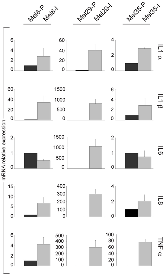 Analysis of the expression of TNF-&#x03B1; inducible genes in melanoma cell line subpopulations.