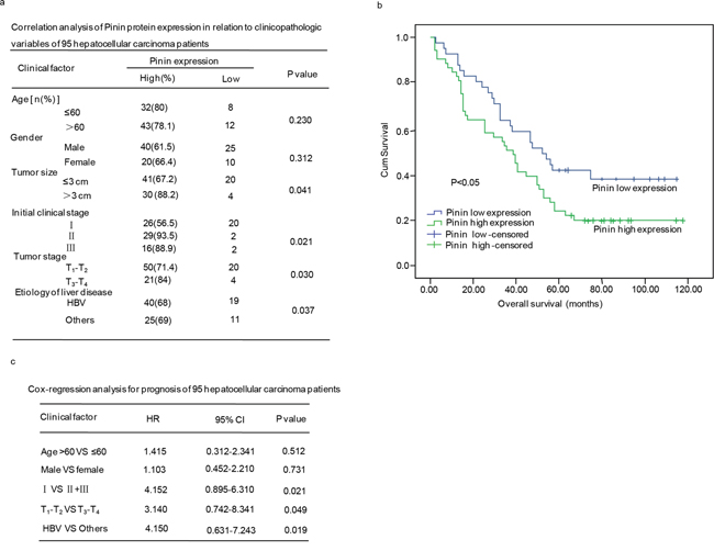 The clinical correlation analyses of Pinin protein expression in 95 hepatocellular carcinoma patients.