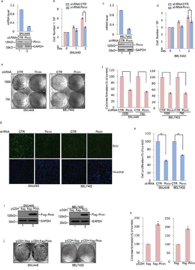 The effects of Pinin on clonogenicity and proliferation in HCC cells.